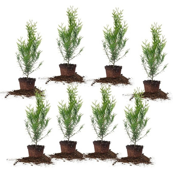 8-Pack Perfect Plants 2ft. Tall Thuja Green Giant Arborvitae