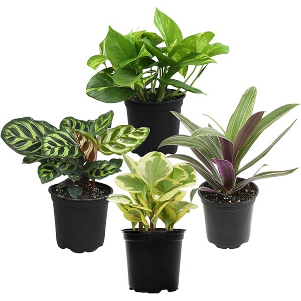 4-Pack Essential Houseplant Collection Live Indoor Plants