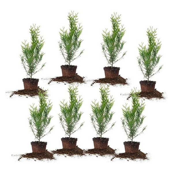 8-Pack Perfect Plants 2Ft. Tall Thuja Green Giant Arborvitae