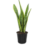 10" Sansevieria Laurentii Variegated Snake Plants Decor