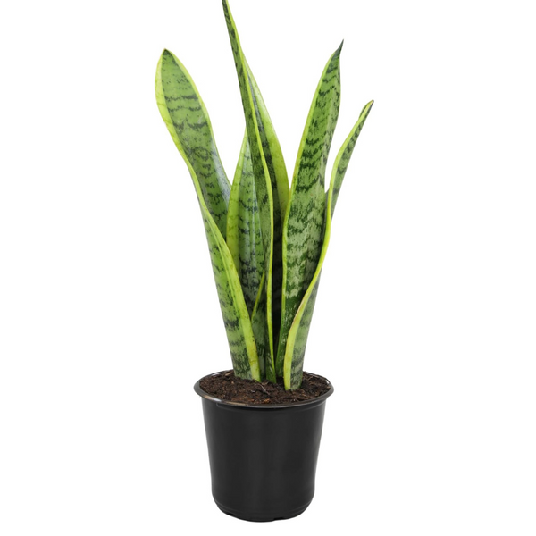 10" Sansevieria Laurentii Variegated Snake Plants Decor