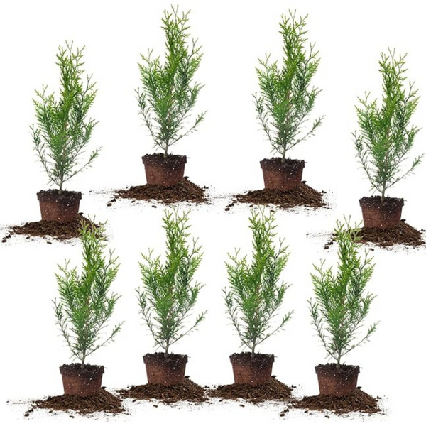 8-Pack 2ft Thuja Green Giant Privacy Trees By PERFECT PLANTS