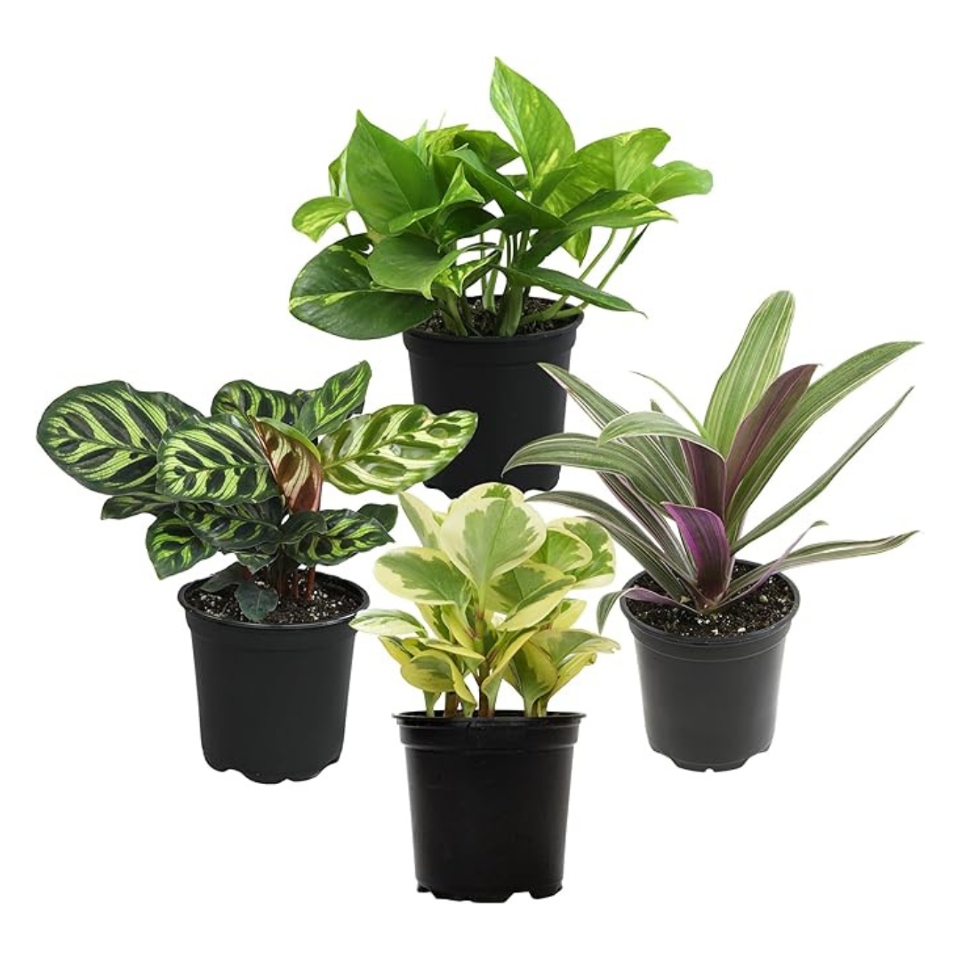 4-Pack Essential Houseplant Collection Live Indoor Plants