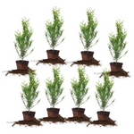 8-Pack 2ft Thuja Green Giant Privacy Trees By PERFECT PLANTS
