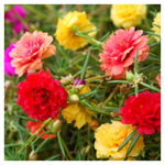 10,000+ Bulk Perennial Purslane Flower Seeds Outdoors