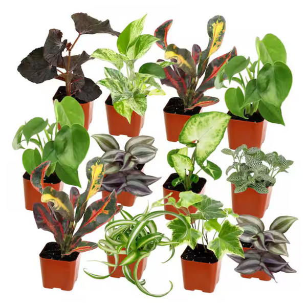 12-Pack Altman Plants Easy Live House Plants