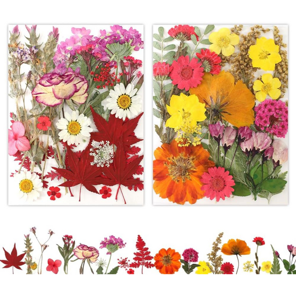 50 Pcs Pressed Dried Flowers