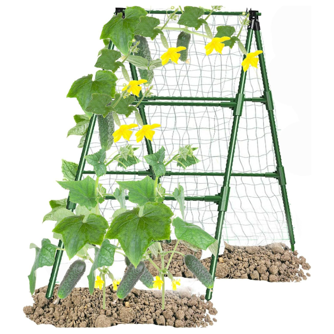 Cucumber A Frame Plant Supports Green Trellis