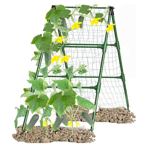 Cucumber A Frame Plant Supports Green Trellis