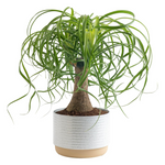 15" Costa Farms Ponytail Palm Bonsai Live Indoor Plant
