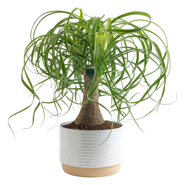 15" Costa Farms Ponytail Palm Bonsai Live Indoor Plant