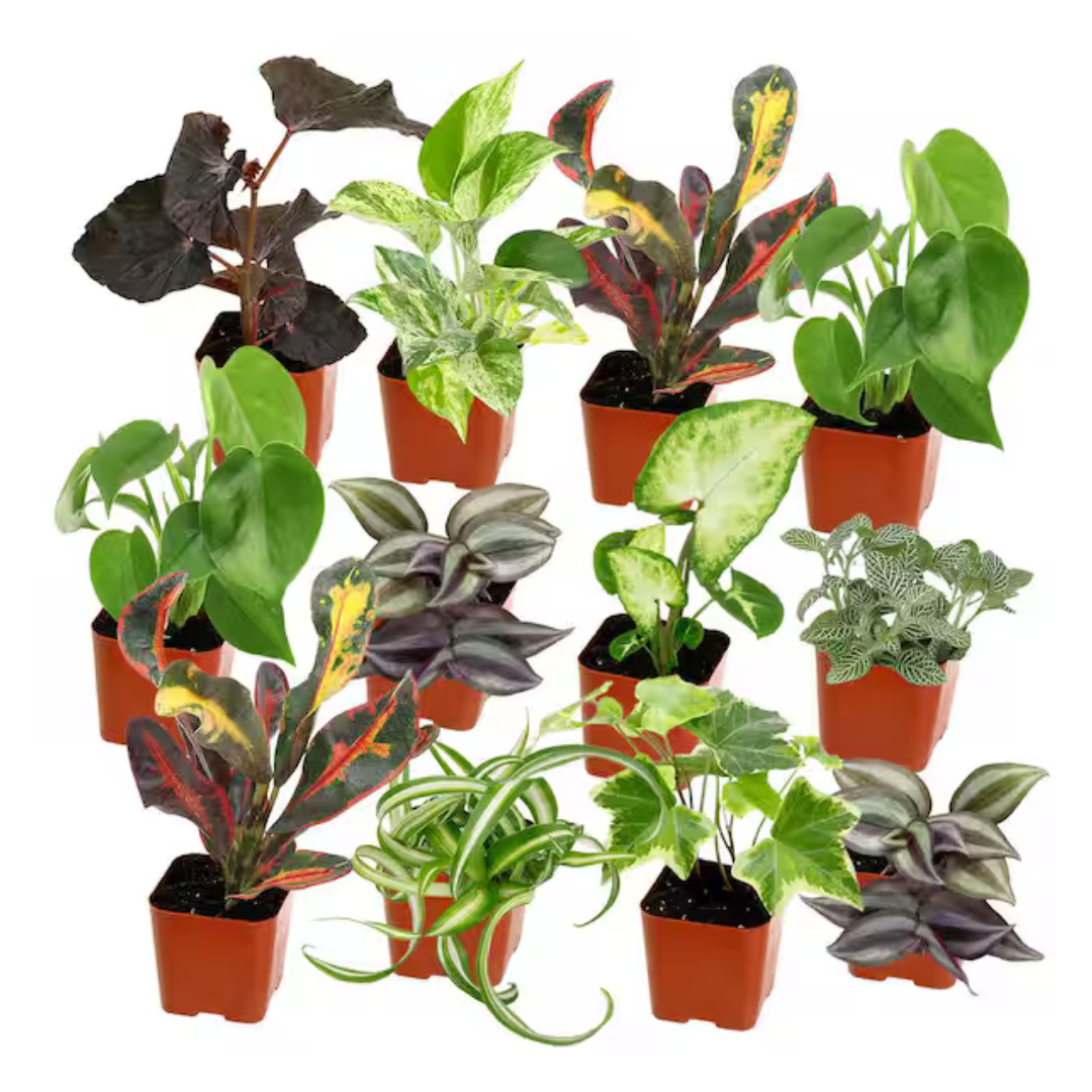 12-Pack Altman Plants Easy Live House Plants