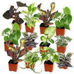 12-Pack Altman Plants Easy Live House Plants