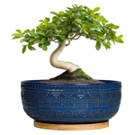 Up To 50% Off On Ceramic Bonsai Pot At Amazon