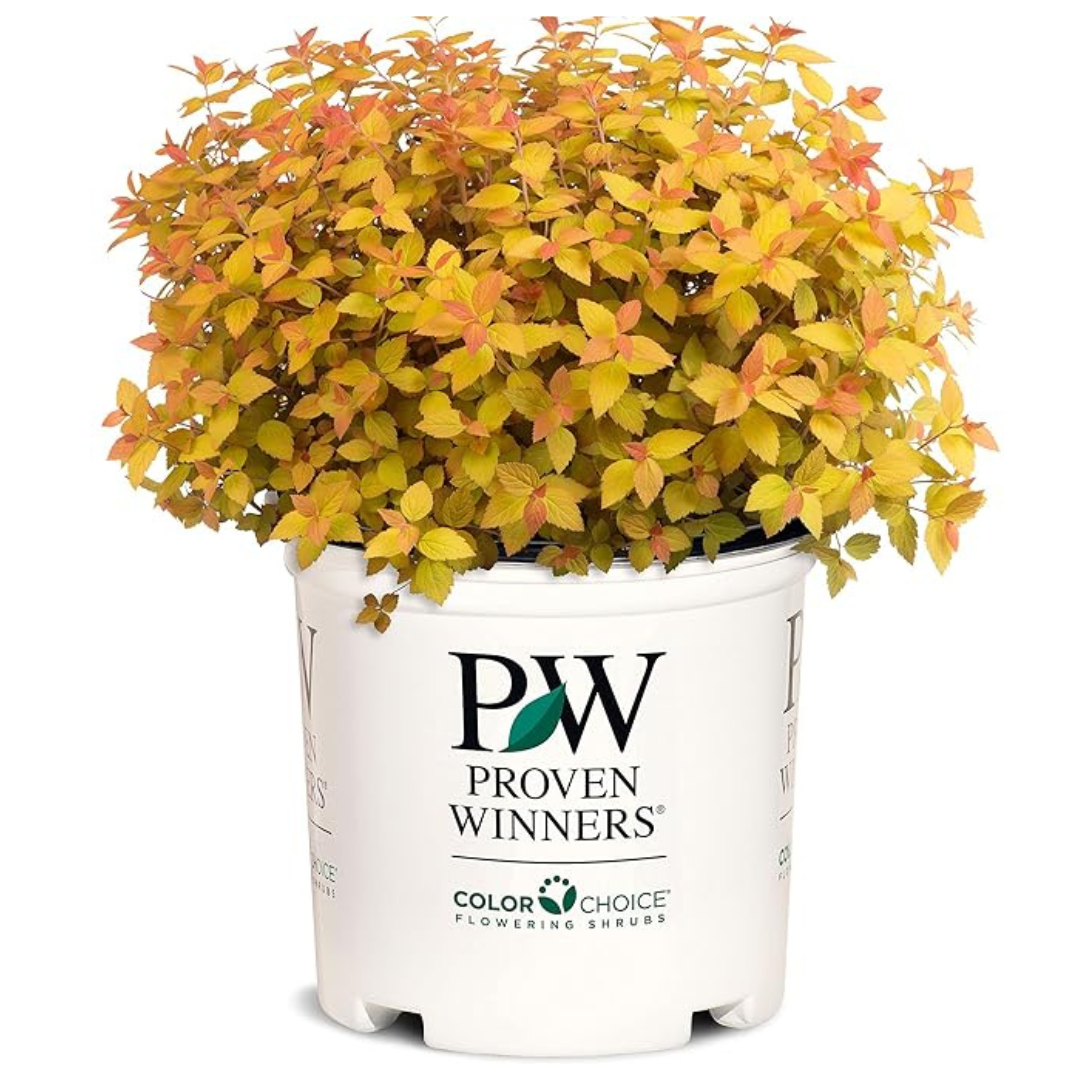 2 Gal. Proven Winners Spirea Double Play Candy Corn Shrub