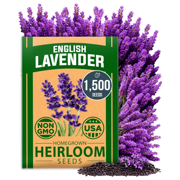 Home Grown USA Premium 1,500+ English Lavender Seeds