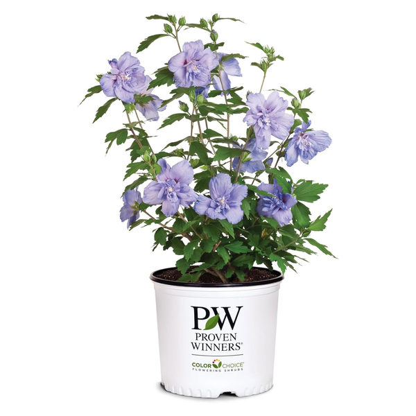 2 Gallon Proven Winners Blue Chiffon Hibiscus Shrub