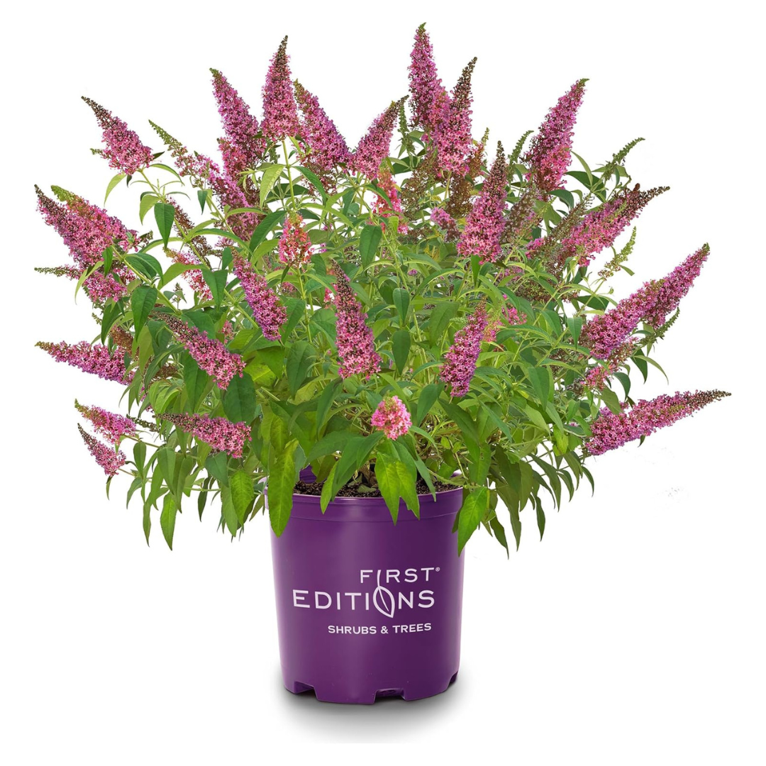 2 Gallon First Editions Buddleia Trippy Pink Shrub