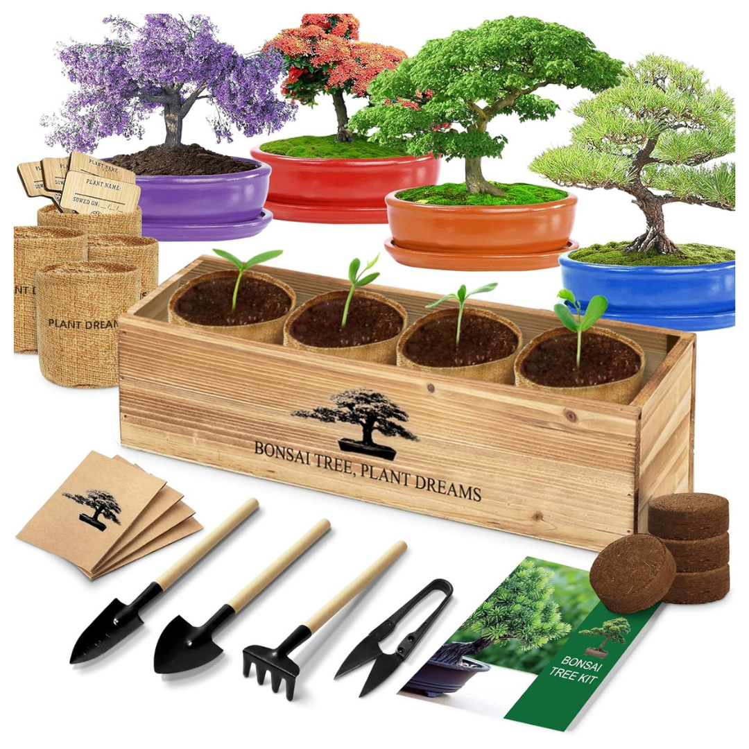 Bonsai Tree Starter Kit With Seeds & Tools