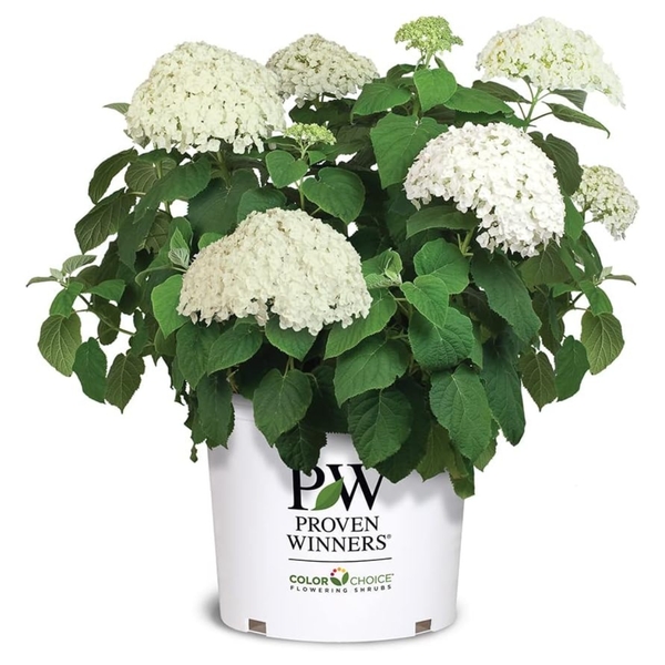 5 Gallon Proven Winners Hydrangea Incrediball Shrub