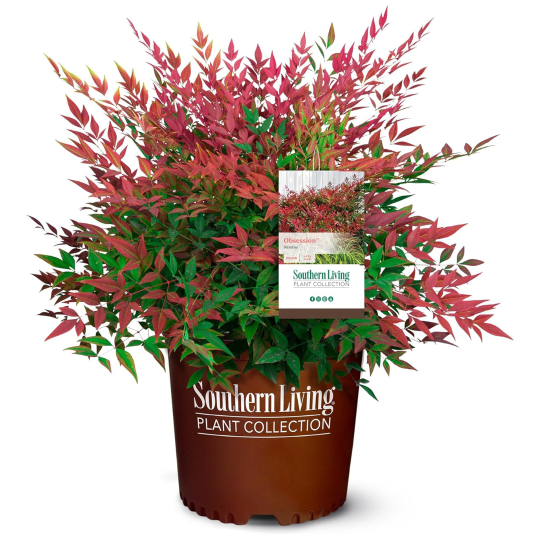 2 Gallon Obsession Nandina Shrub