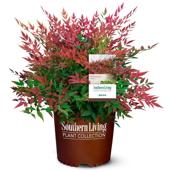 2 Gallon Obsession Nandina Shrub