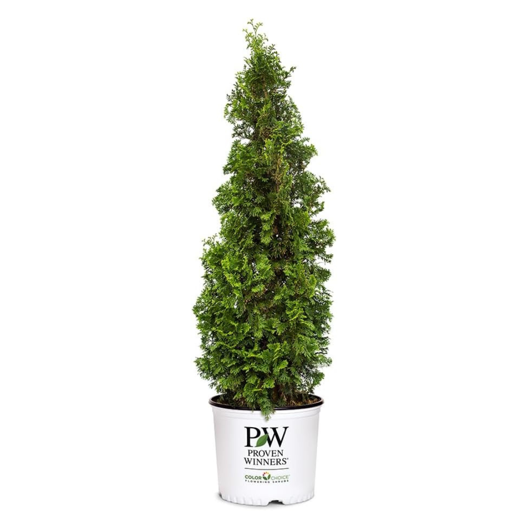 2g Proven Winners Sting Arborvitae Evergreen Shrub