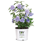 2 Gallon Proven Winners Blue Chiffon Hibiscus Shrub