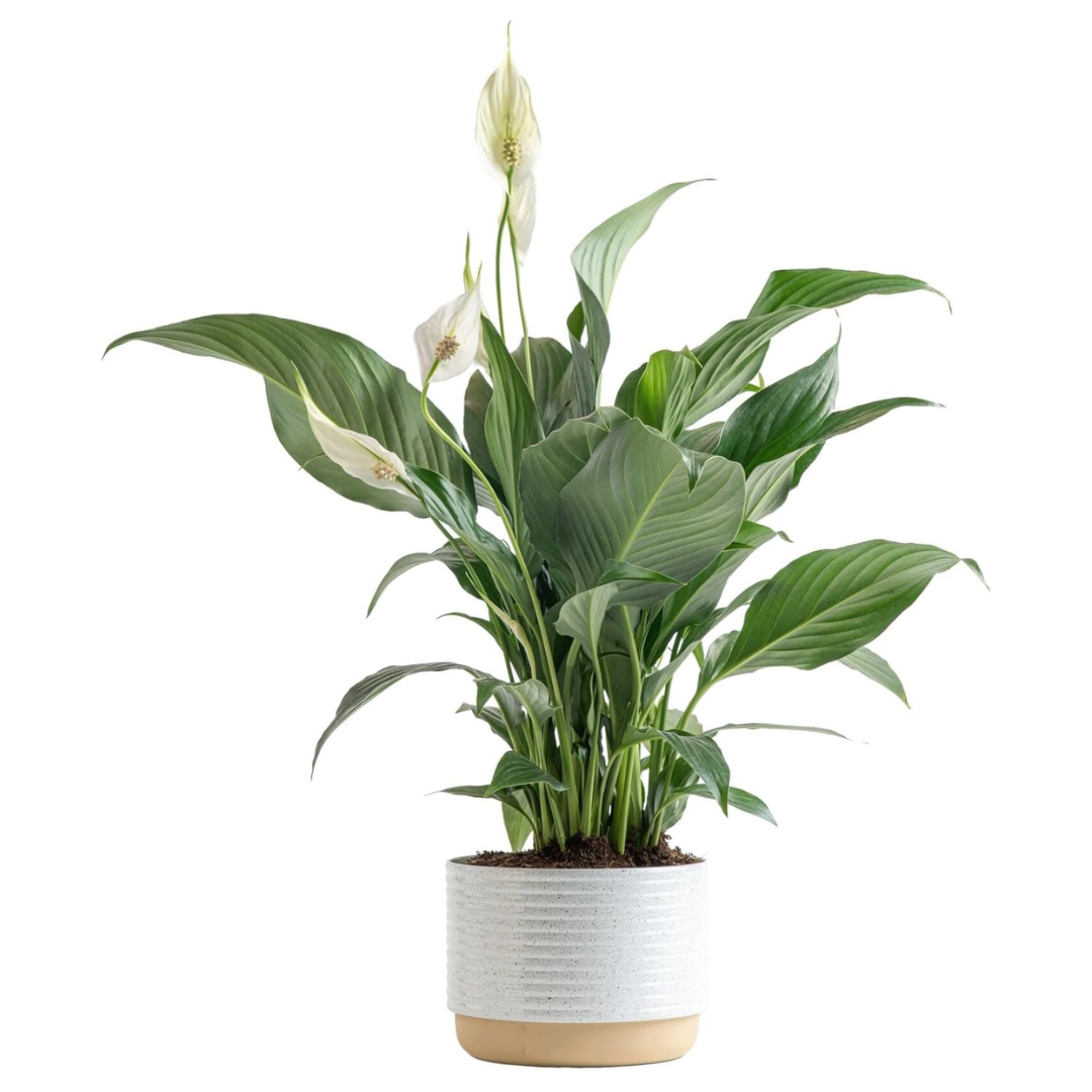 Costa Farms 15" Tall Peace Lily Plant With Flowers Potted