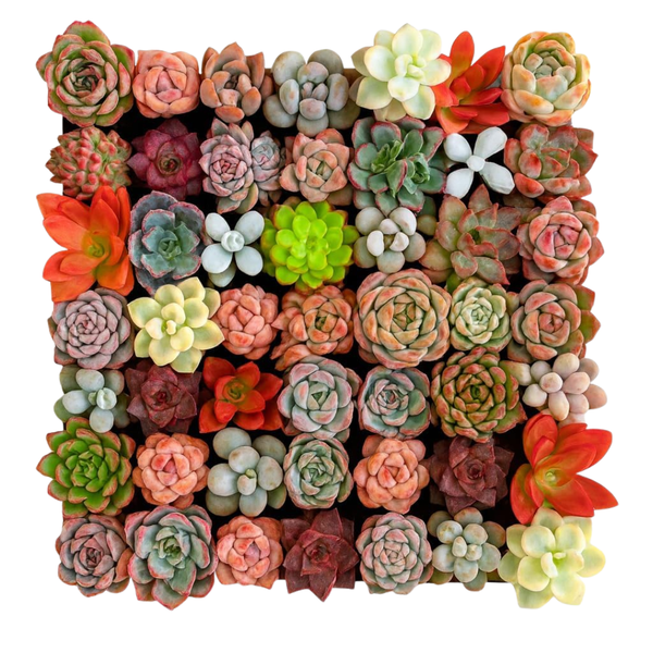 6-Pieces Mix DIY Rare Live Succulent Plants