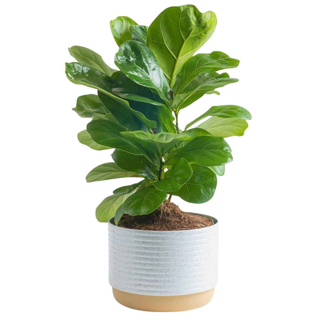 Costa Farms Baby Fiddle Leaf Fig Live Plant