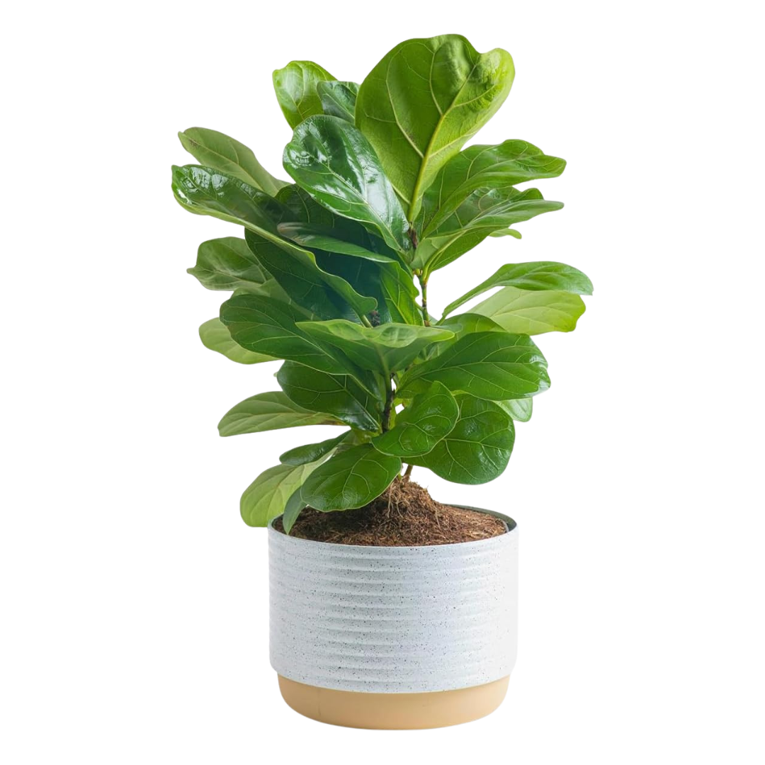 Costa Farms Baby Fiddle Leaf Fig Live Plant