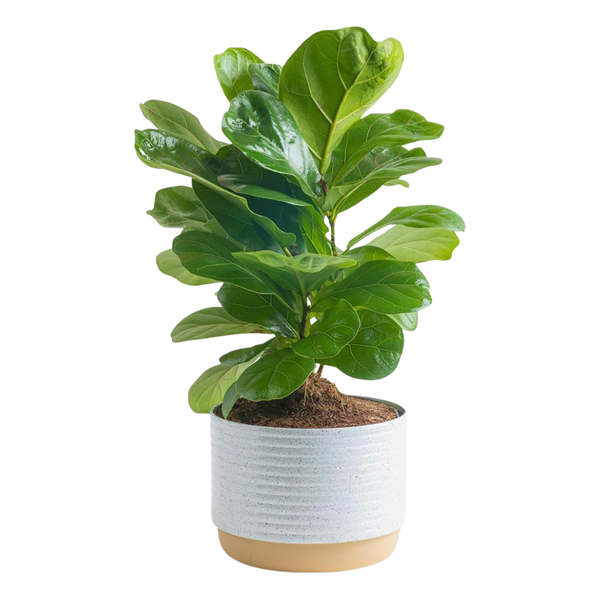 Costa Farms Baby Fiddle Leaf Fig Live Plant