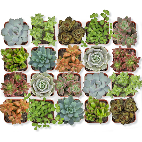 20-Pack Assorted Potted Live Succulent Outdoor/Indoor Plants