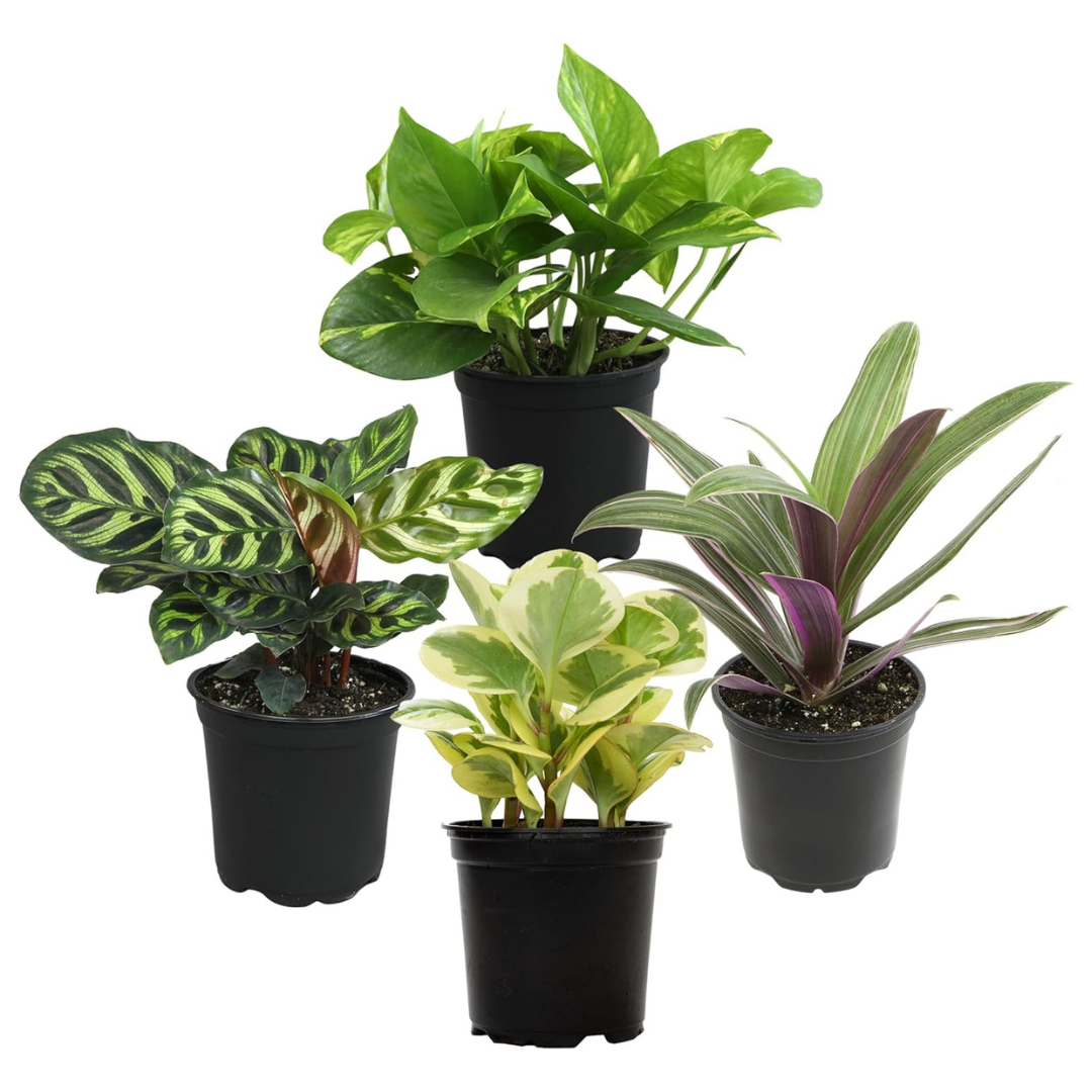 4-Pack Essential Houseplant Collection Live Indoor Plants