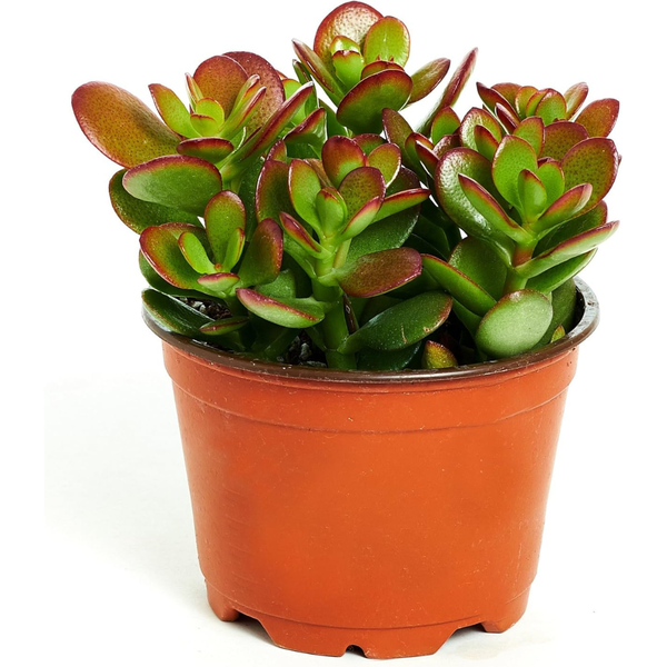 Shop Succulents Crassula Ovata 'Jade Plant' 4" Pot