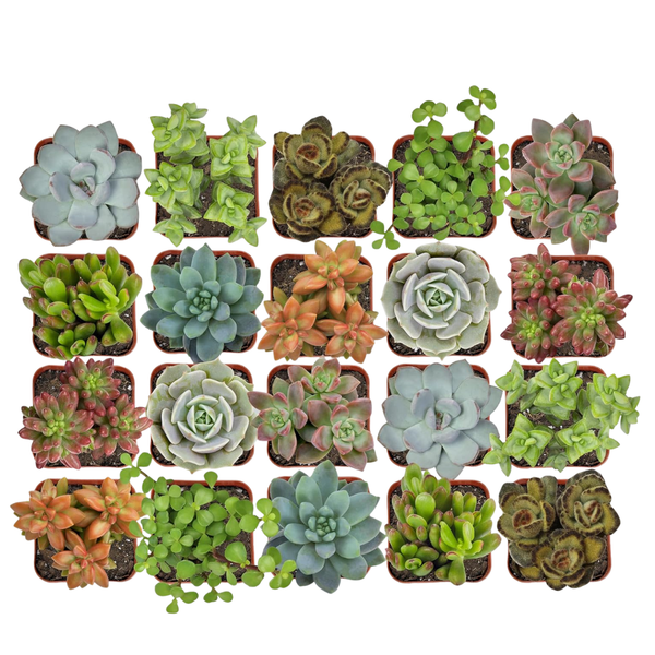 20-Pack Assorted Potted Live Succulent Outdoor/Indoor Plants