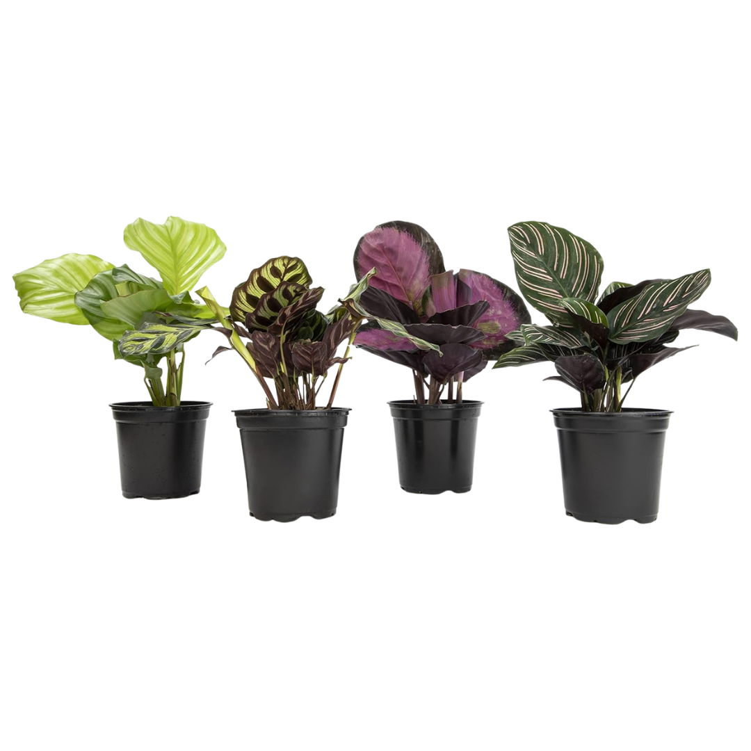 4-Pack Plants For Pets Calathea Live Houseplants