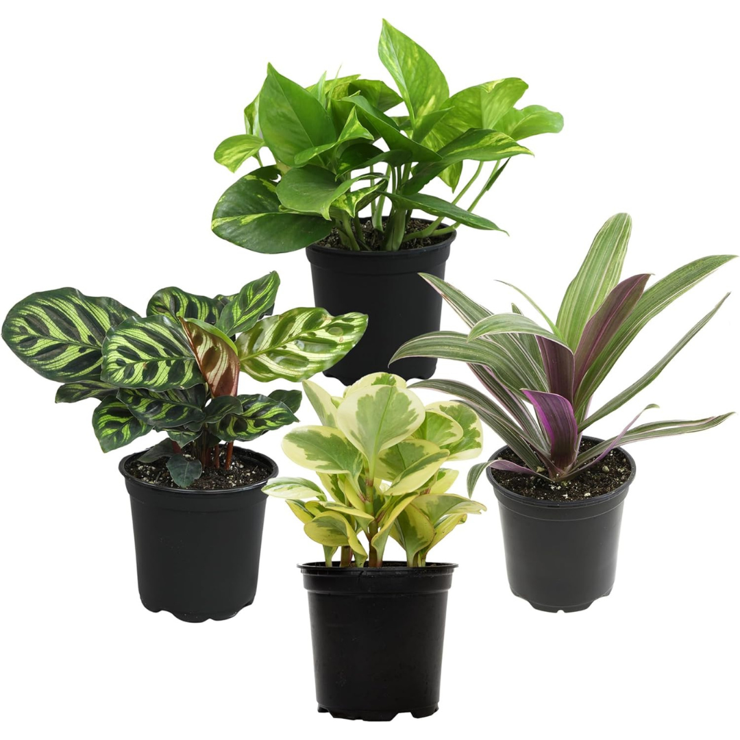 4-Pack Essential Houseplant Collection Live Indoor Plants