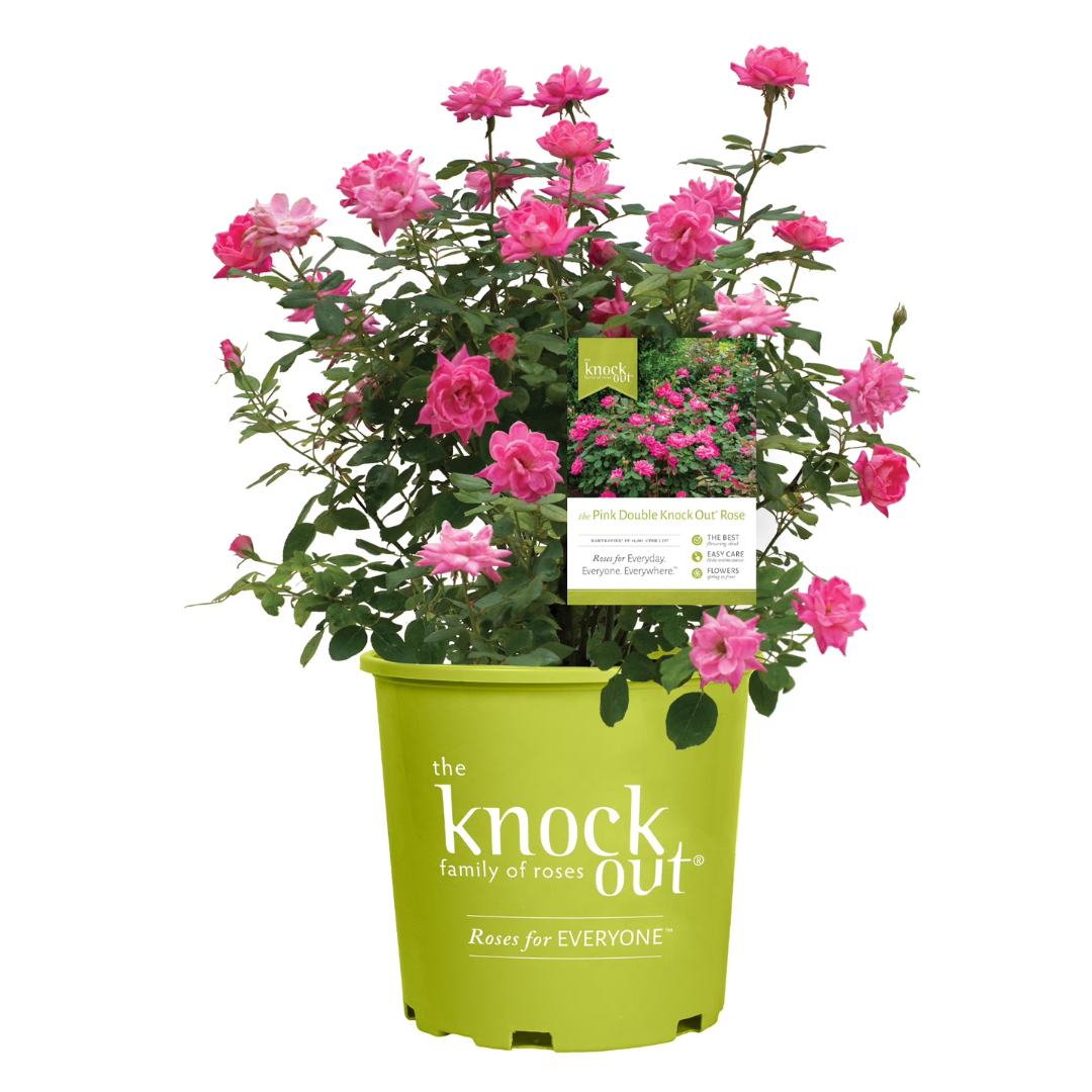 1 Gal. Pink Double Knock Out Rose Bush With Pink Flowers