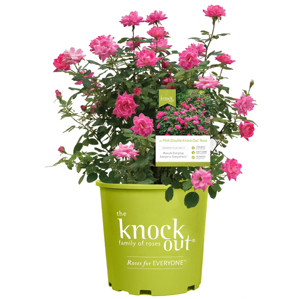 1 Gal. Pink Double Knock Out Rose Bush with Pink Flowers