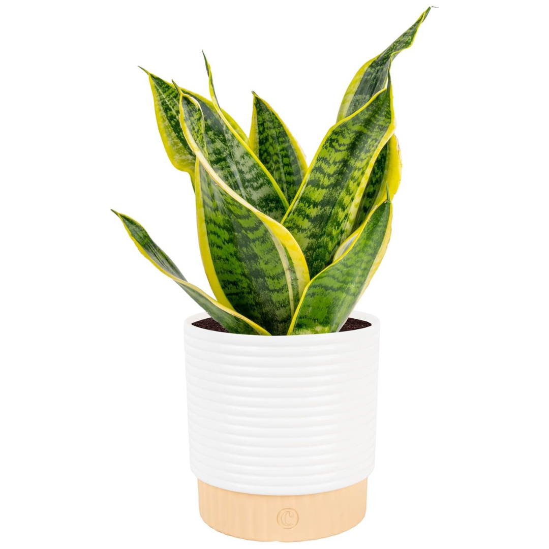 Costa Farms Snake Plant (12-20 Inches Tall)