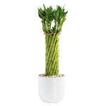 Costa Farms Lucky Bamboo Live Plant (12" To 15")