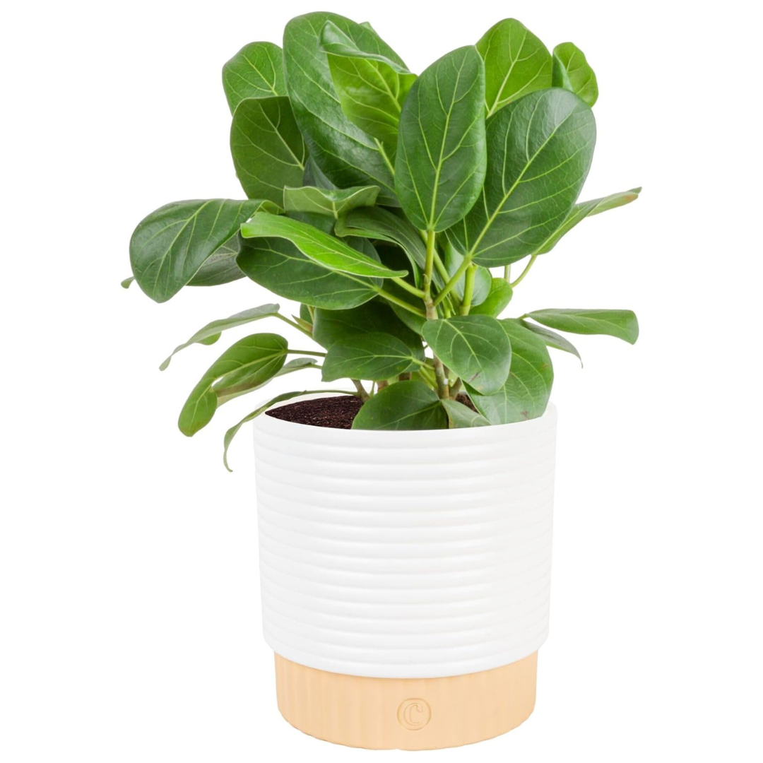Costa Farms 12-18 Inches Tall Ficus Audrey Live Plant