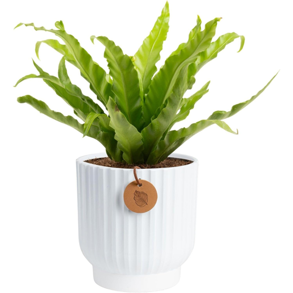 Costa Farms 12-18 Inches Tall Bird's Nest Fern Live Plant