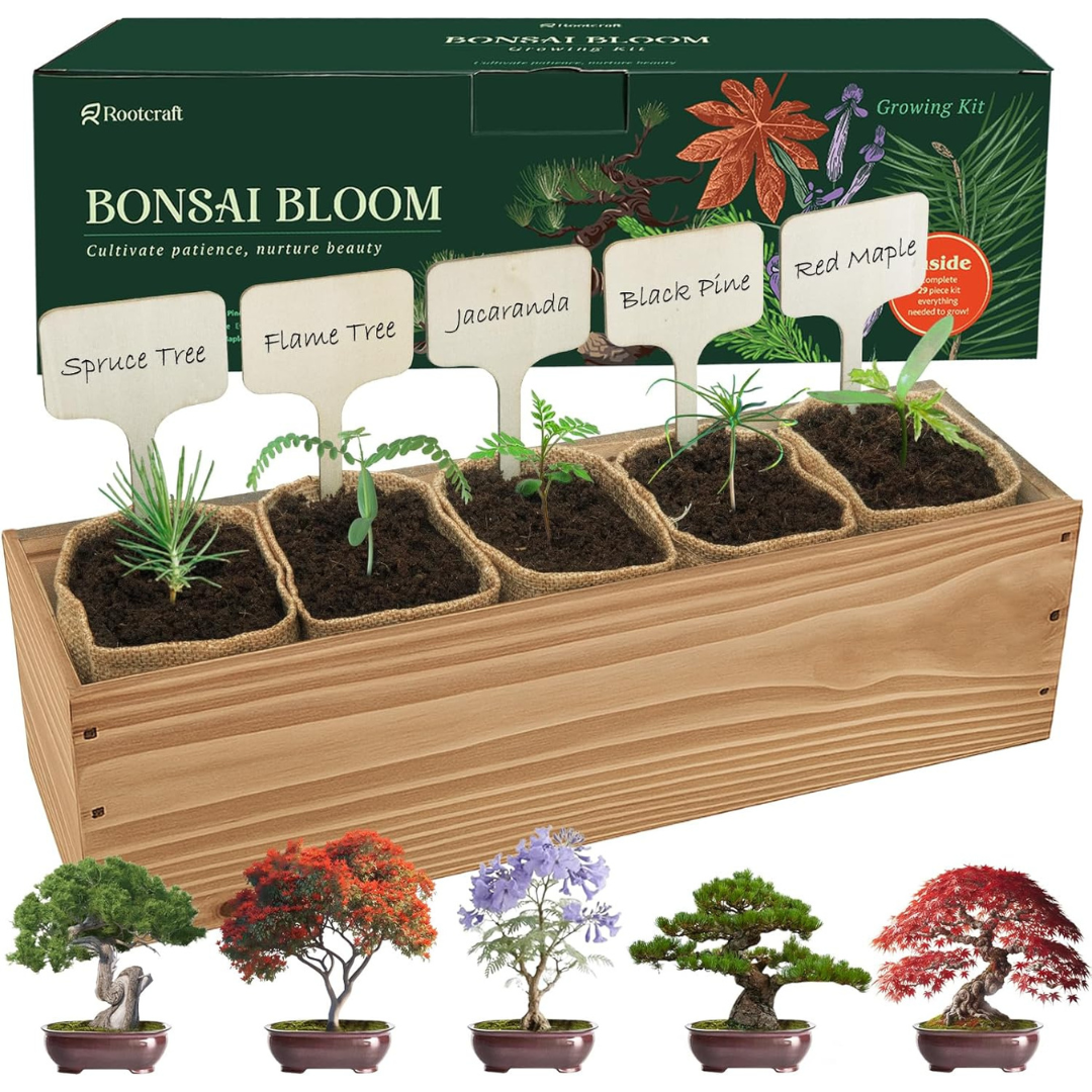 5 DIY Bonsai Starter Trees Kit With Seeds, Soil, Pots & Tools