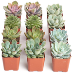 12-Pack Shop Succulents Rosette Succulent Plant Pack Collection