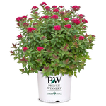 2 Gal. Proven Winners Double Play Doozie Spirea Shrub