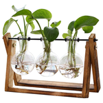 3-Bulb Glass Plant Terrarium With Wooden Stand