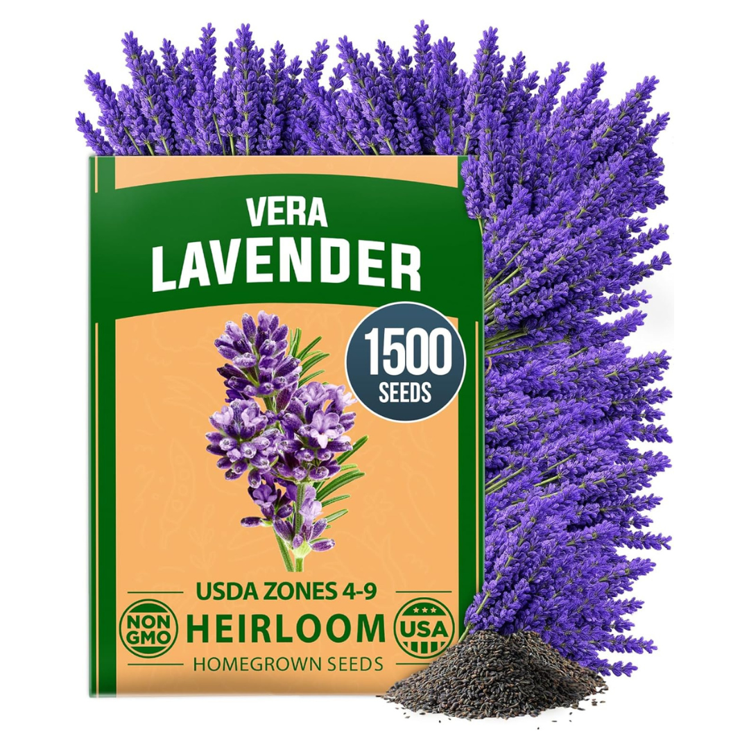 Home Grown USA Premium 1,500+ English Lavender Seeds